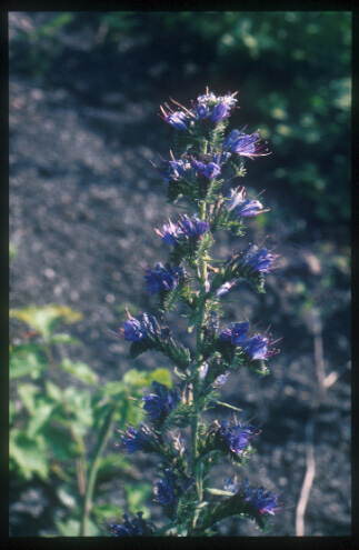 echium