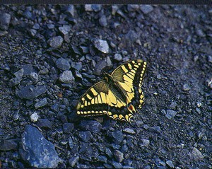 machaon